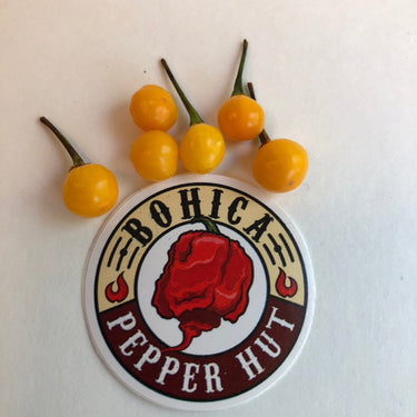 Aji Charapita - Seeds - The Pepper Pantry (Formerly Marie Sharp's)